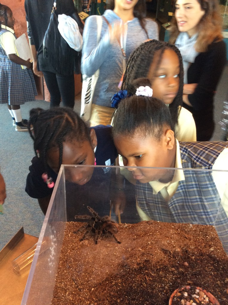 3rd grade students observing a spider at the Museum of Natural History.
